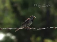 Huismus [Passer domesticus biblicus]
